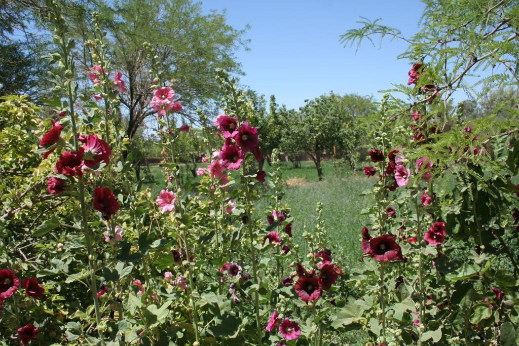 Quinta Adela Bed & Breakfast San Pedro de Atacama Exterior foto